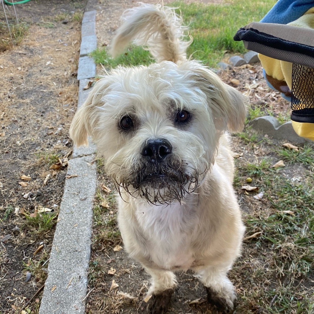 Meet your Posher, Hector